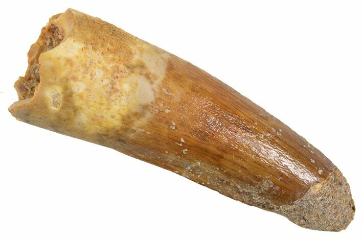 Bargain, Juvenile Fossil Spinosaurus Tooth - Real Dinosaur Tooth #345887
